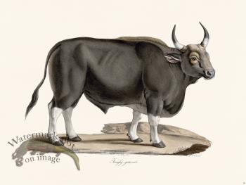 Cuvier 059 Indian Gaur Bison Male